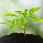🗣️🌿 50% KORTING! Alsof je je planten eindelijk kunt verstaan! Steek deze meter in de grond en hij fluistert je toe: "te nat", "te donker", "te zuur" – geen geraden meer, geen dode planten!